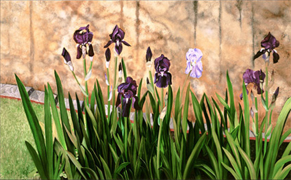 Iris Garden