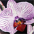 Purple Orchid