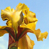 Yellow Iris by Matthew Bates