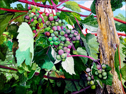 Grapevine