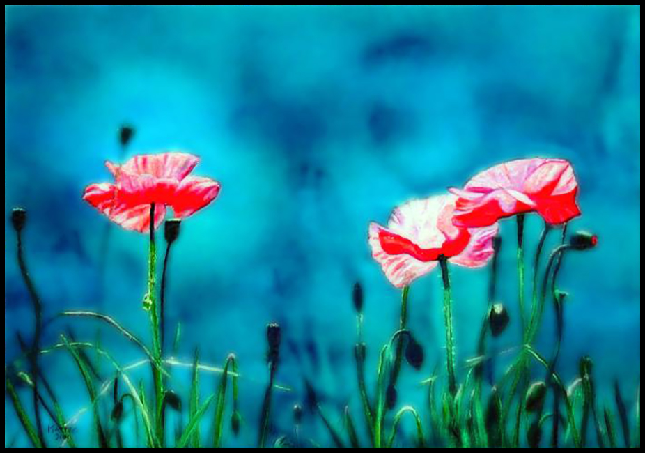 Johnny's Poppies