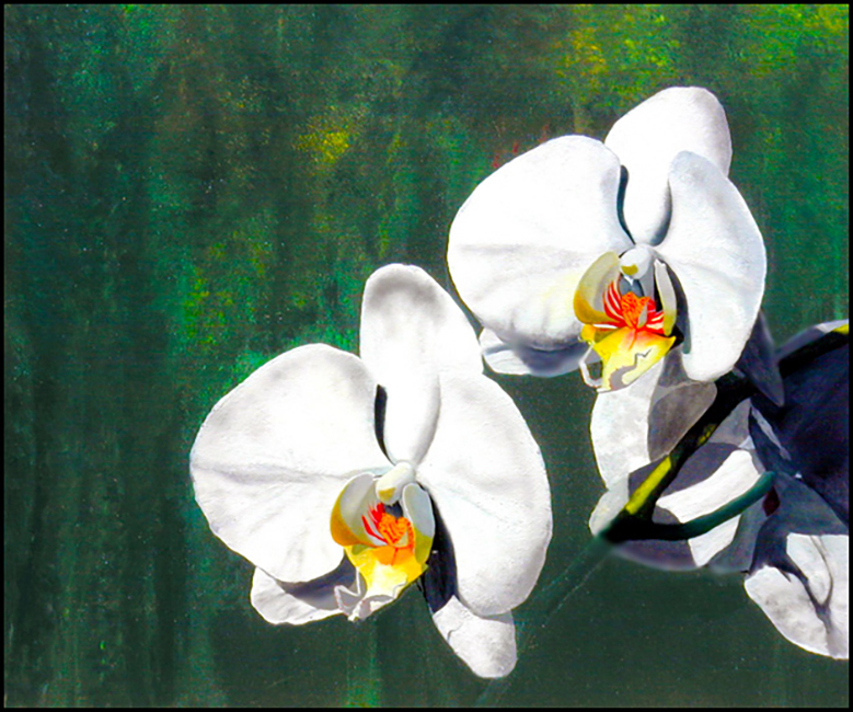 Orchids