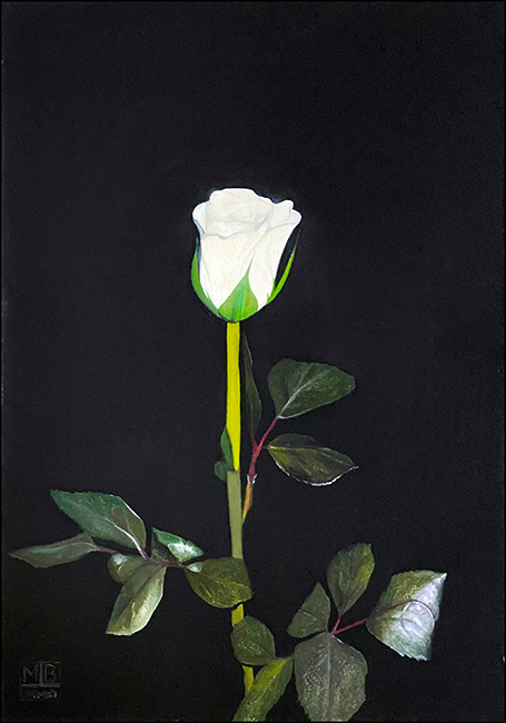 White Rose