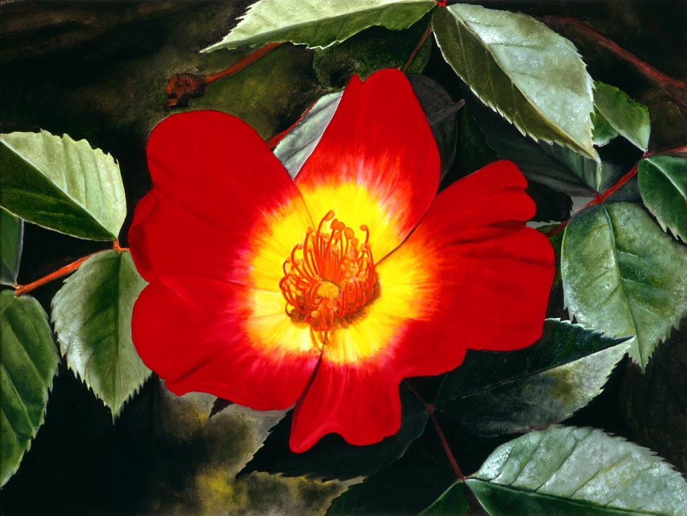 Red Rose