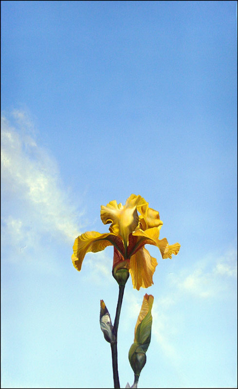 Yellow Iris