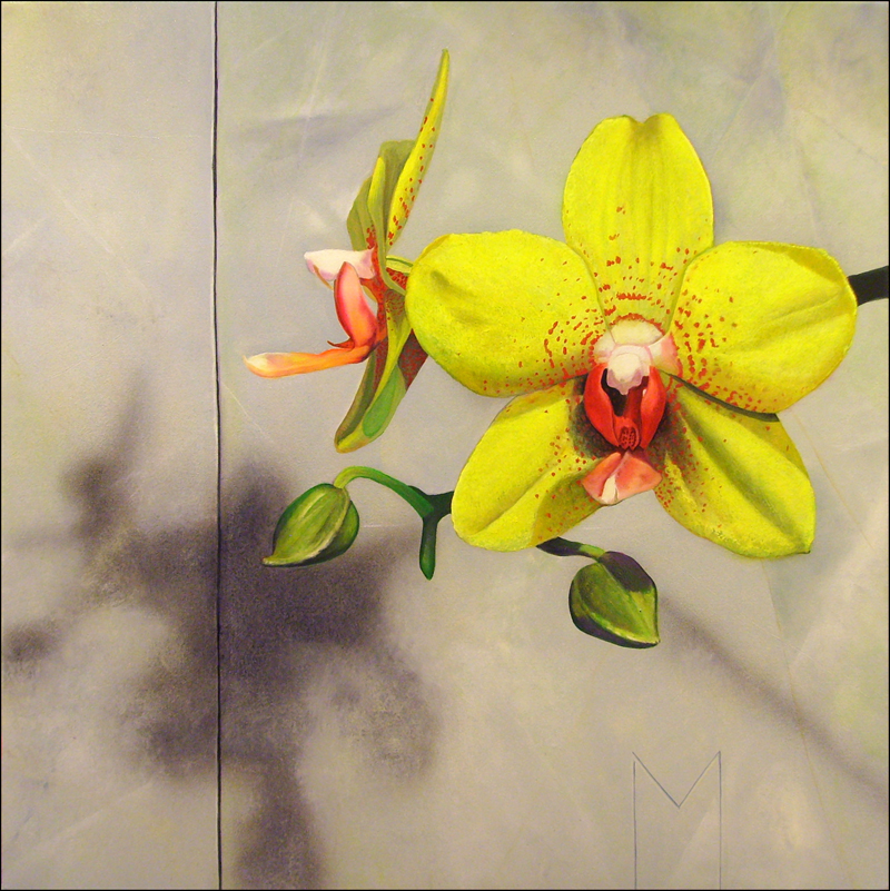 Yellow Orchids &copy;2008, Matthew Bates