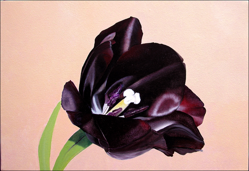 Black Tulip by Matthew Bates