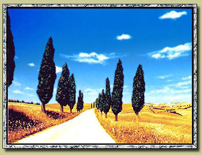 Cypress Trees - ©1998, Matthew Bates