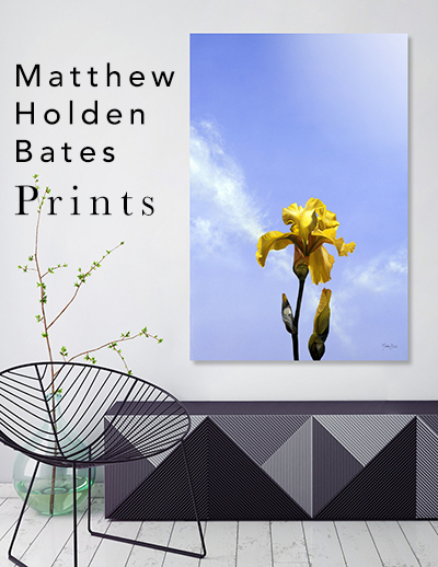 Curioos Prints Curioos Limited Edition Prints