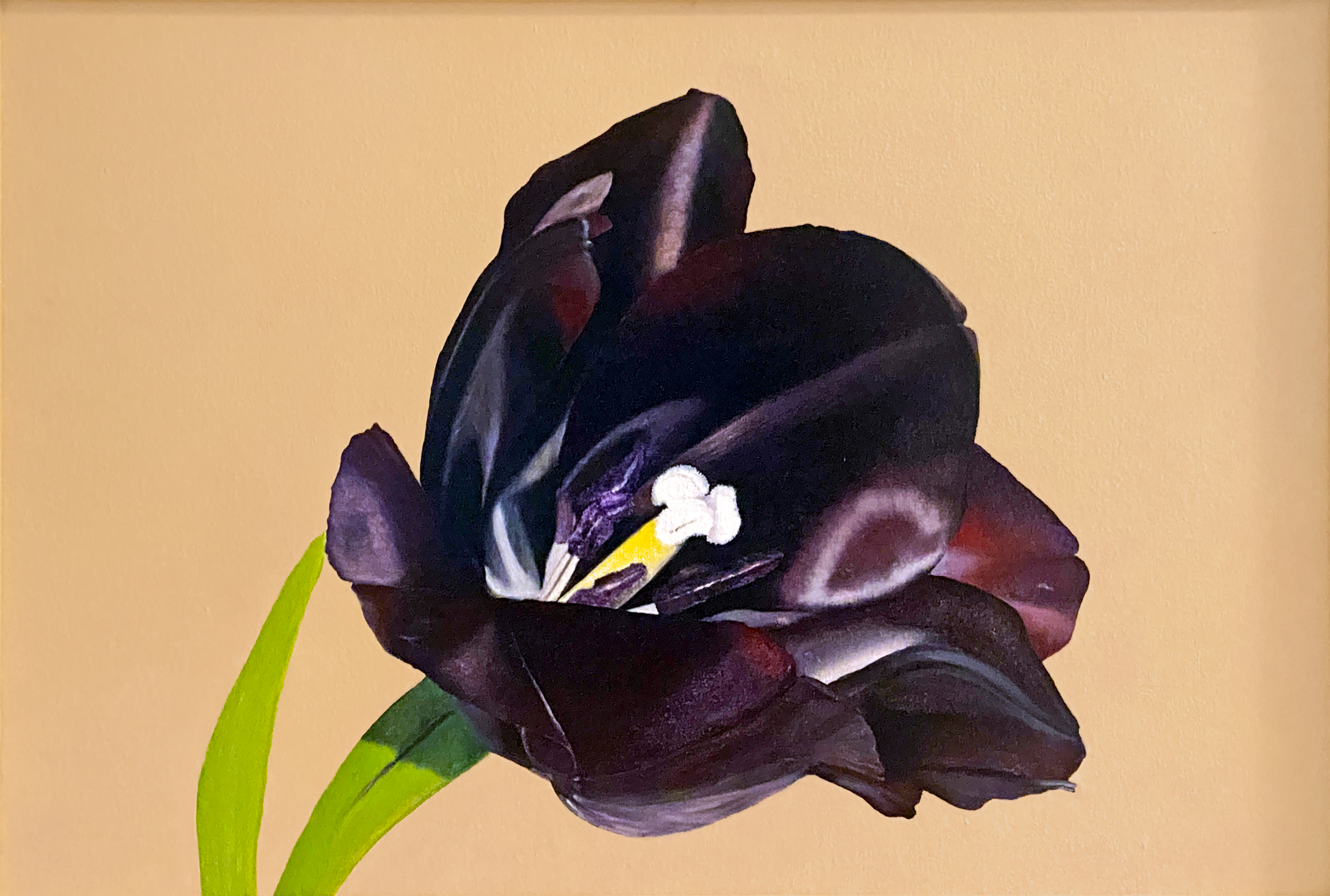Black Tulip oil painting by Matthew Holden Bates