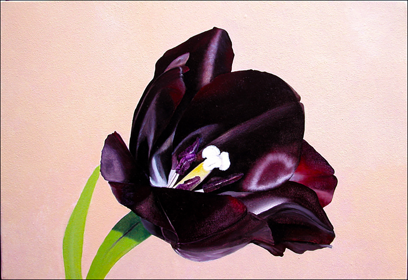 "Black Tulip" an original oil painting by Matthew Holden Bates