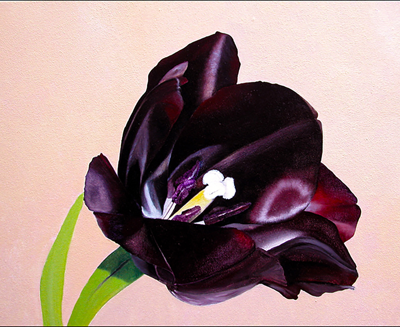 Black Tulip