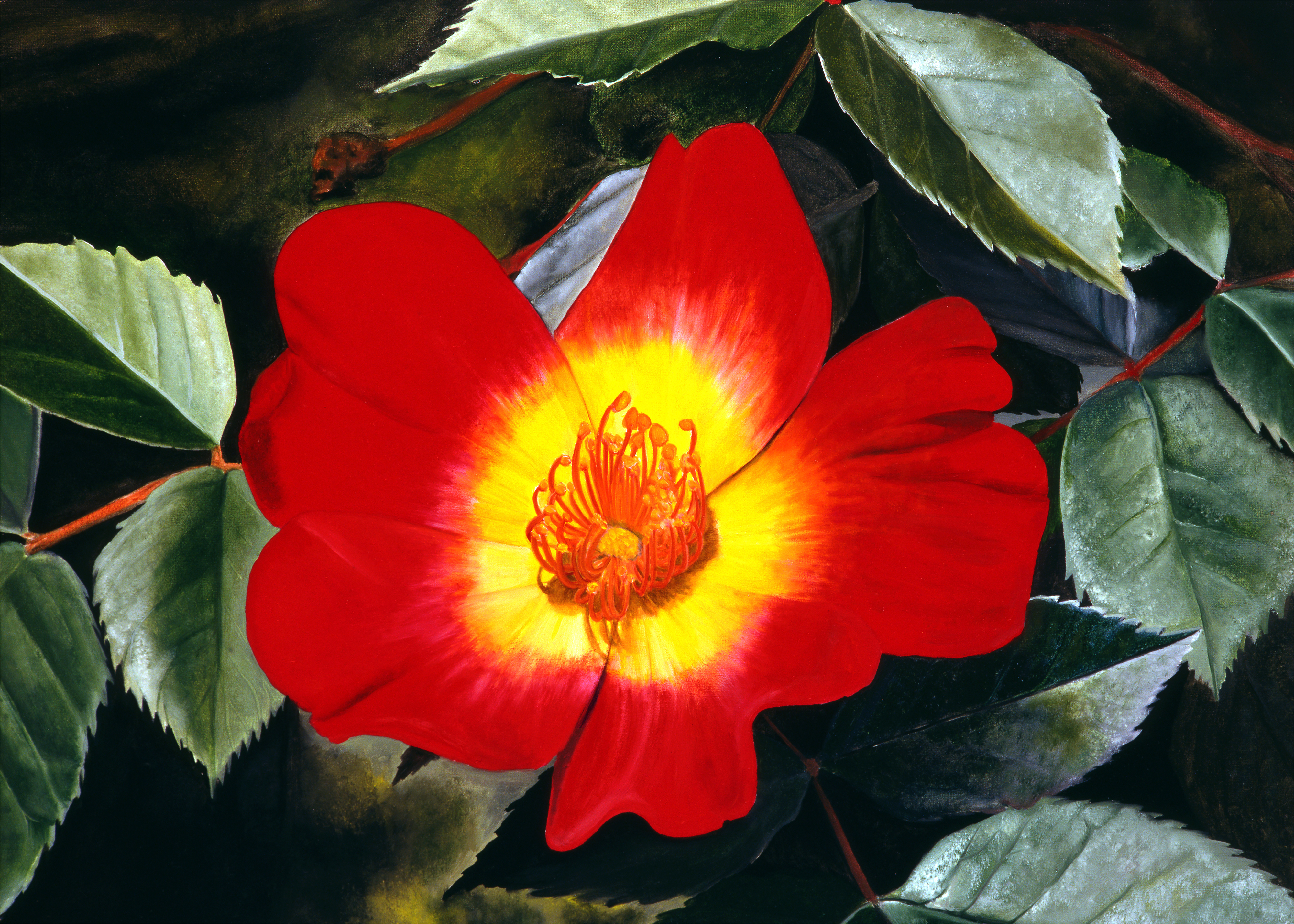 Red Rose oil painting by Matthew Holden Bates