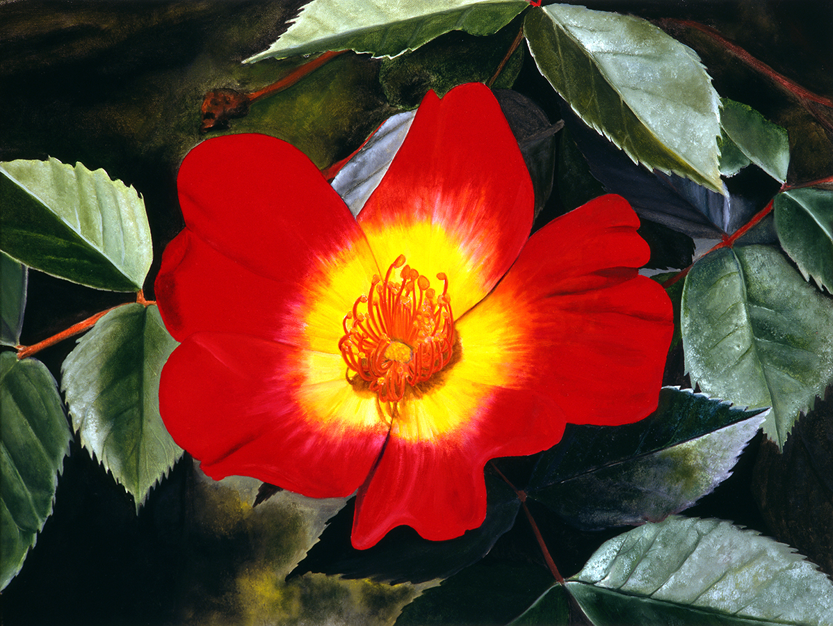 "Red Rose" an original oil painting by Matthew Holden Bates