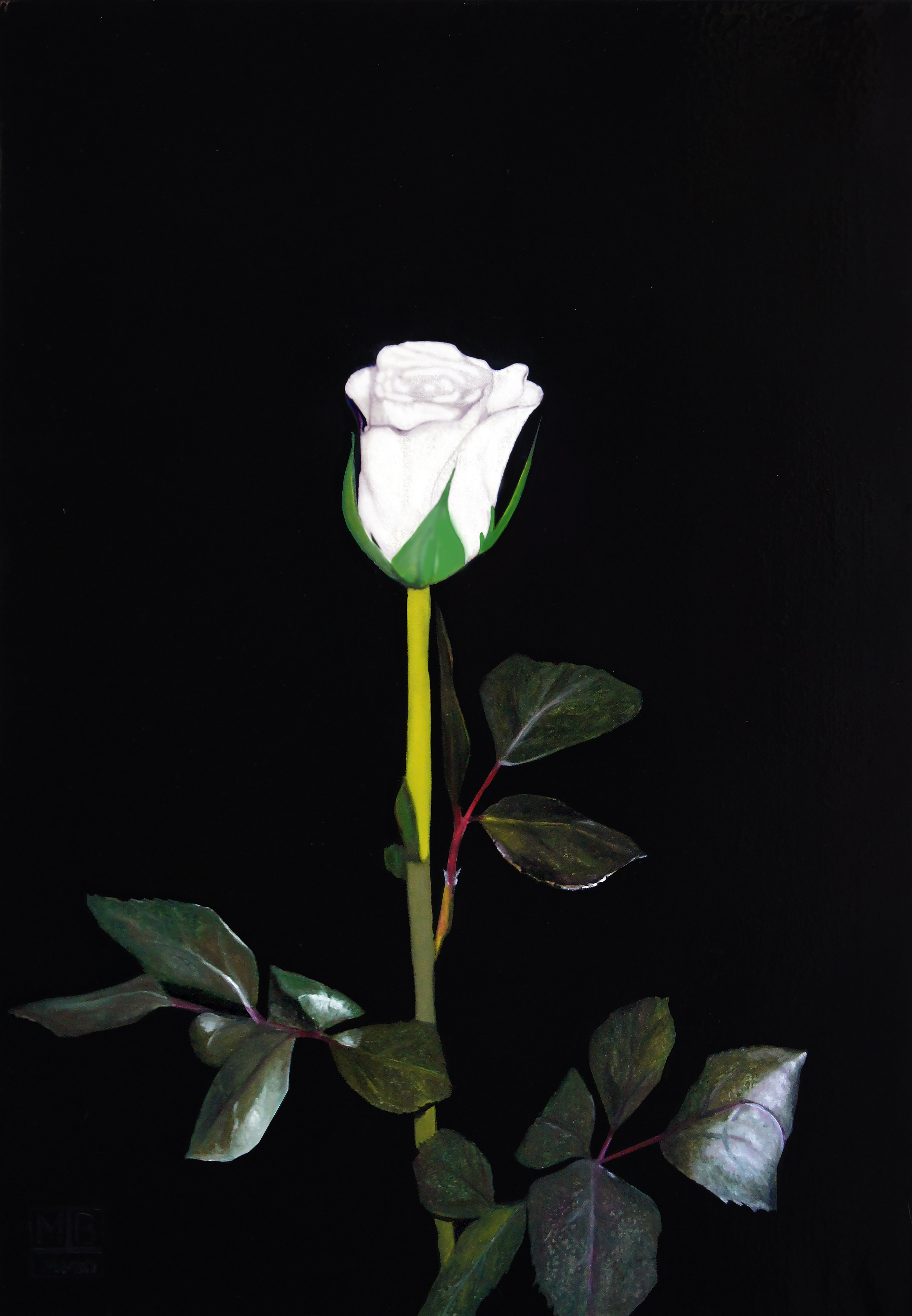 White Rose oil painting by Matthew Holden Bates