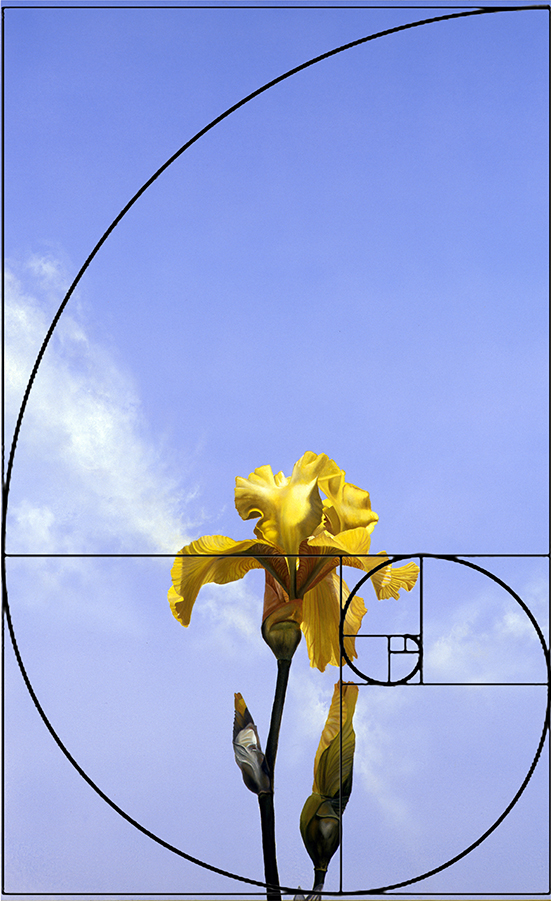 Yellow iris and Fibonacci spiral